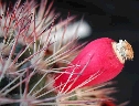 Mammillaria johnstonii (2).jpg